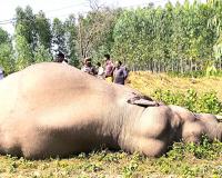 सहारनपुर: सुन्दरपुर क्षेत्र में हाई टेंशन तार की चपेट में आने से हाथी की मौत, वन विभाग ने जांच शुरू की
