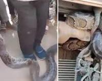 लखनऊ में चलते ट्रक में निकला विशाल अजगर, पुलिस और रेस्क्यू टीम ने बचाया