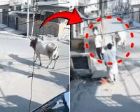 मुरादाबाद में सांड का कहर: बुजुर्ग को 5 फीट हवा में उछालकर पटका, इलाज के दौरान मौत; CCTV में कैद दर्दनाक मंजर