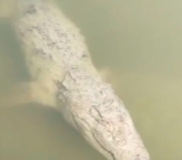 रायबरेली में छठ पूजा के दौरान सई नदी के घाट पर मगरमच्छ दिखने से हड़कंप, श्रद्धालुओं ने भागकर बचाई जान