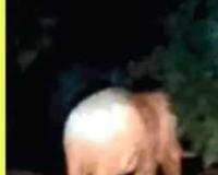सहारनपुर में हाथियों के झुंड ने फसल बर्बाद की, किसानों की गन्ने की खेती तहस-नहस