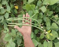 नवंबर में करें बोड़ा (बोरा) की खेती, तीन कट्ठा ज़मीन से कमाएं ₹15,000 मुनाफ़ा, जानें तरीका और फायदे