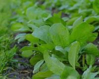 कम लागत में ज्यादा मुनाफा देने वाली फसल, सर्दियों में बन गई किसानों की पहली पसंद, जानिए कैसे करें खेती और लाखों कमाएं