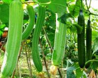 कम जमीन से लाखों की कमाई, सिर्फ 50 डेसिमल में तैयार होने वाली सब्जी बनी किसानों की कमाई का नया जरिया, जानिए खेती की पूरी जानकारी