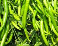 हरी मिर्च की खेती से कमाएं तगड़ा मुनाफा, नवंबर में लगाएं ये हरी फसल जो देती है ₹70 किलो तक का भाव