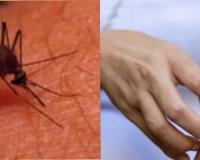 देवबंद में मच्छरों का प्रकोप बढ़ा, वायरल बुखार और मलेरिया का खतरा