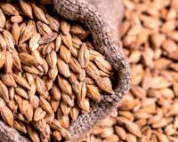 जौ की खेती से कम लागत में ज्यादा मुनाफा, जानिए क्यों तेजी से बढ़ रही है इस अनाज की डिमांड