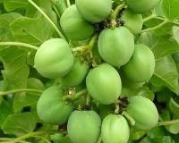 रतनजोत: बाल झड़ने और स्किन समस्याओं का आयुर्वेदिक इलाज, सौंदर्य बढ़ाने में बेहतरीन