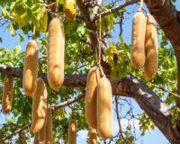 औषधीय गुणों से भरपूर है बालम खीरा, फल से लेकर तने तक सब फायदेमंद