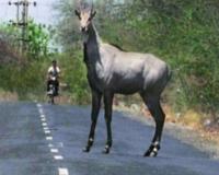 मुजफ्फरनगर में बिरालसी के पास दर्दनाक हादसा, सड़क पार कर रही नील गाय से टकराकर स्कूटी सवार की मौत