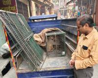 शामली: बंदरों के आतंक से परेशान मोल्लेवासियों को सभासद ने दिलाई राहत, 5 बंदर पकड़े गए