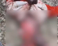 दिल दहला देने वाली घटना: मां के बगल में सो रहे डेढ़ साल के बच्चे को तेंदुआ उठा ले गया, पेट खाया हुआ शव मिला