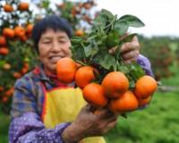 रोजाना एक संतरा खाने से मुंह, गले और पेट के कैंसर का खतरा कम हो सकता है: शोध