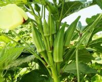 भिंडी की खेती से कम लागत में लाखों की कमाई, जानिए परभनी क्रांति और पूसा ए-4 जैसी हाई डिमांड किस्मों की पूरी जानकारी