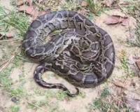 सितारगंज में दो विशाल अजगरों से मचा हड़कंप, वन विभाग की टीम ने दोनों को सुरक्षित पकड़ा