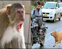 मुज़फ्फरनगर: बंदरों और आवारा कुत्तों का आतंक, नागरिकों ने मांगी ठोस कार्रवाई