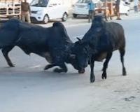 पीलीभीत LIVE: शहर के बीच सड़क पर दो सांडों की जबरदस्त भिड़ंत, ट्रैफिक ठप