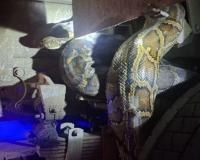 हाईवे पर 'डंपर का मेहमान' बना 15 फीट का विशालकाय अजगर, आधे घंटे तक ट्रैफिक ठप, रेस्क्यू टीम ने बचाई जान