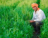 मुरादाबाद के किसानों के लिए बड़ी सौगात: गेहूं, सरसों और दलहनी फसलों के बीज अनुदान पर उपलब्ध, मिनी किट भी मुफ्त