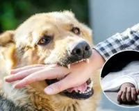 मुज़फ्फरनगर में आवारा कुत्ते के काटने से 15 वर्षीय किशोर की दर्दनाक मौत; गाँव में शोक और आक्रोश