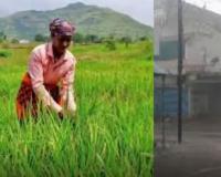 पालघर में बेमौसम बारिश से तबाह धान की फसल, किसान को मिला सिर्फ ₹2.30 मुआवजा - भड़के ग्रामीण