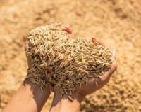 75 किमी दूर मिलों से धान केंद्रों का अटैचमेंट; परिवहन खर्च बढ़ने पर राइस मिलर्स भड़के, फैसले की पुनर्समीक्षा की मांग तेज