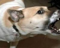 सागर में रॉटवीलर का कहर: पड़ोसी के कुत्ते ने छह साल के बच्चे को नोंचा, सिर में 22 टांके, ICU में जिंदगी-मौत की जंग