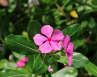 सदाबहार के फूलों से रूसी और खुजली से छुटकारा, बाल होंगे घने और मजबूत