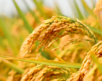 शामली में धान खरीद शुरू: कॉमन धान ₹2369, ग्रेड 'ए' ₹2389 प्रति क्विंटल निर्धारित