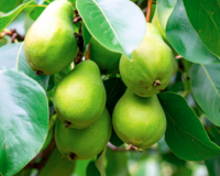 कब्ज, डायबिटीज और बालों की समस्या में हरीतकी का चमत्कार