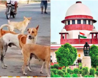 “आवारा कुत्तों पर सुप्रीम कोर्ट का कड़ा आदेश, राज्य मुख्य सचिव होंगे जिम्मेदार”