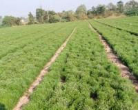 नवंबर में करें गुजरात जीरा 4 की खेती और कमाएं लाखों रुपए, सालभर मांग रहने वाली इस सुगंधित फसल से किसानों की चमकेगी किस्मत