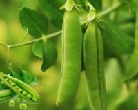 नवंबर की ठंड में मटर की खेती से होगी भरपूर पैदावार, जानिए कृषि वैज्ञानिकों के बताए घरेलू और प्राकृतिक नुस्खे जो बढ़ा देंगे फली की संख्या और मुनाफा