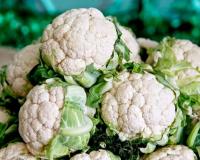 रबी सीजन में फूलगोभी की हाजीपुर एक्स्ट्रा अर्ली किस्म से करें जबरदस्त मुनाफा, जानिए कैसे होगी लाखों की कमाई और पूरी खेती की प्रक्रिया