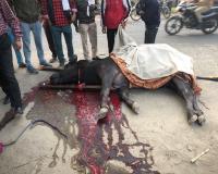 मुज़फ्फरनगर: कार्तिक स्नान के दौरान भैंसा बग्गी हादसा, भैंसे की मौत, चालक घायल