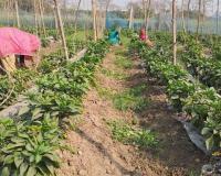 कम जमीन से भी लाखों की कमाई का जबरदस्त फार्मूला, जानिए कैसे बनें हाईटेक किसान और 8 महीने तक पाएं लगातार आमदनी