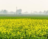 सरसों की खेती से लें 15 क्विंटल से ज्यादा उत्पादन और 42% तक तेल मात्रा, जानिए 3 जरूरी काम जो हर किसान को करने चाहिए