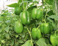 शिमला मिर्च की खेती से कम लागत में लाखों का मुनाफा, जानिए कैसे करें इसकी आधुनिक खेती और बढ़ाएं आमदनी