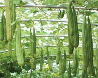 नवंबर में करें जुगनू तुरई की खेती, सिर्फ 40 दिन में तैयार होती है और देती है ₹1.20 लाख तक मुनाफा