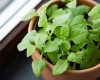 सर्दियों में घर पर करें Organic Vegetable Gardening और हर दिन खाएं ताज़ी हरी सब्जियां – जानिए कैसे मिलेगा सेहत और स्वाद का डबल फायदा