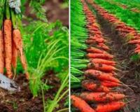 सर्दियों में गाजर की खेती से होगी बंपर कमाई उन्नत हाई यील्ड किस्मों की भारी मांग किसानों की आय कई गुना बढ़ेगी