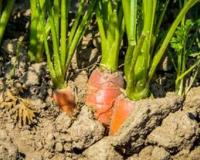 नवंबर में गाजर की खेती का सुनहरा मौका पूसा रुधिरा किस्म से सिर्फ 90 दिनों में पाएं रिकॉर्ड उपज और शानदार मुनाफा