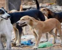 सहारनपुर: सैंट्रल पार्क कॉलोनी में आवारा कुत्तों का हमला, महिला और बेटी घायल