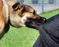 नोएडा की हाईराइज सोसायटी में कुत्ते का आतंक: ब्रिगेडियर की पुत्रवधु को बुरी तरह काटा