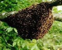 कानपुर एयरपोर्ट पर ‘मधुमक्खी अलर्ट’! उड़ान के वक्त फ्लाइट के बाहर मंडराया झुंड