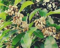 सर्वगुण संपन्न औषधि मौलश्री : पुरानी खांसी से त्वचा रोग तक में देती है राहत