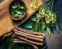 ओरल हेल्थ के लिए वरदान दातुन : सिर्फ दांतों के लिए नहीं, पूरे शरीर के लिए भी है लाभकारी