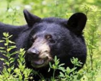 हरिद्वार में जंगल से बाजार तक दहशत! ज्वालापुर के कटहरा बाजार में घुसे जंगली जानवर”