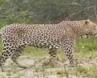 मुरादाबाद के गांव कूड़ामीरपुर में दिखाई दिया तेंदुआ, ग्रामीणों में दहशत