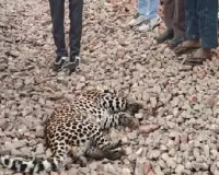 रेलवे ट्रैक बना मौत का रास्ता! अमरोहा में ट्रेन की चपेट में आकर तेंदुए की दर्दनाक मौत